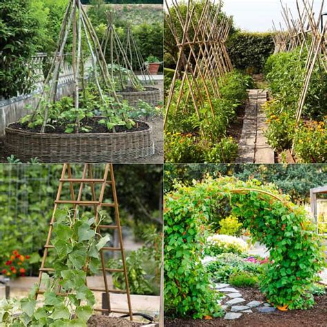 Remove old canes (2 year old canes that have born fruit during late spring, early summer) and tie current seasons growth up onto trellises. 20+ Favorite Flowering Vines and Climbing Plants - A Piece ...