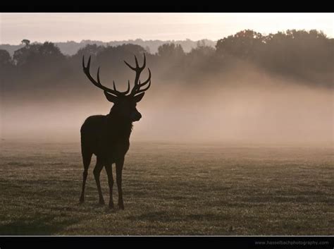 Deer In Mist Photo By Photographer Ryan Hasselbach