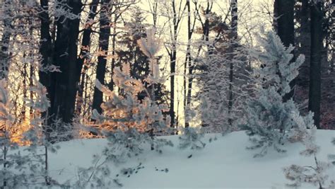 Winter Frosty Christmas Forest Falling Snow Stock Footage Video