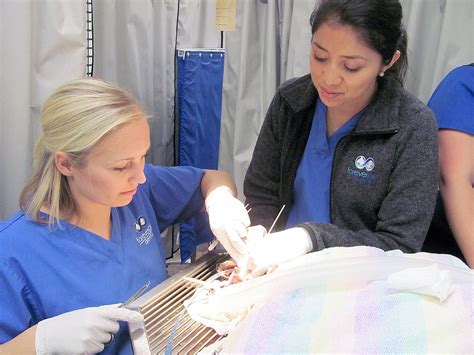 Chs Grads Provide Dental Care For Dogs Cats The Columbian