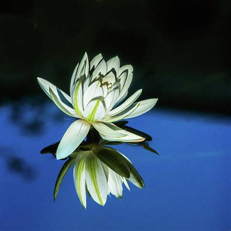 Night Blooming Water Lily Photograph By Yvonne Randolph Pixels