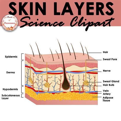 Free Skin Layers Clip Art Excretory System Clip Art Made By Teachers