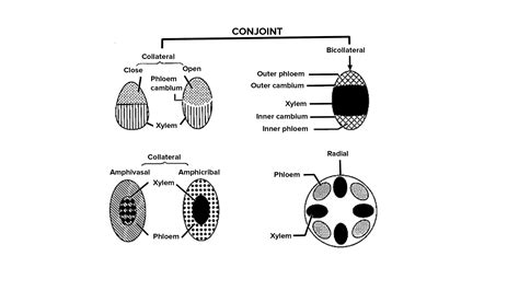 Describe The Different Types Of Vascular Bundles Found In The Plants