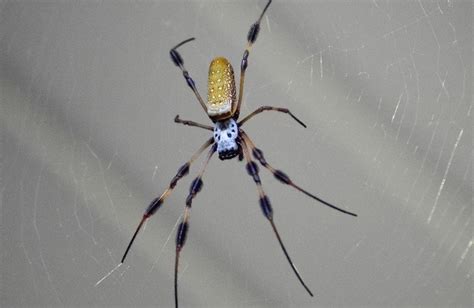 Are Banana Spiders Poisonous What You Need To Know