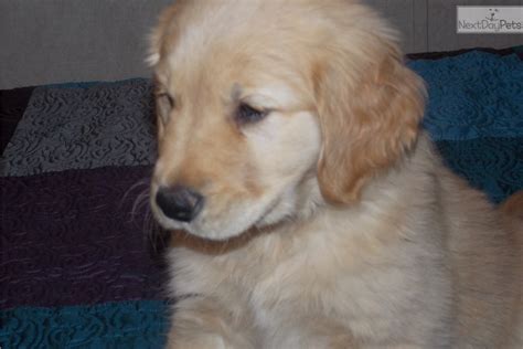 Occurred on january 16, 2021 / sverige, sweden info from licensor: Golden Retriever puppy for sale near Tulsa, Oklahoma ...