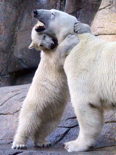 Polar Bears Hugging Animals And Pets Funny Animals Animals Images