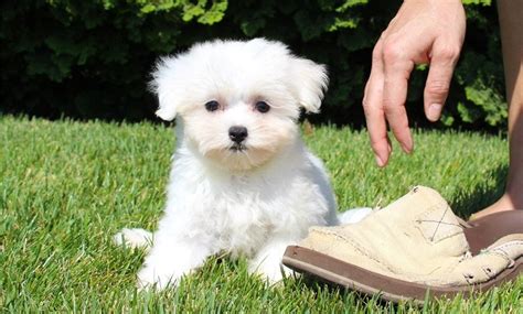 Gorgeous Elite quality tiny Maltese puppies for adoption Offer ?200