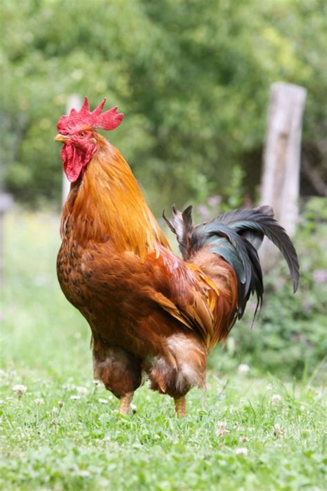 A pen in the village which is used for cockerel fighting was one shocking factor of the. The positives and negatives of keeping cockerels | Your ...