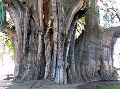 Top 10 Largest Trees In The World By Circumference Wondermondo