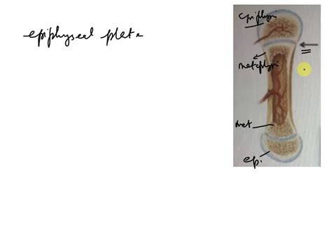 SOLVED The Structure Indicated By The Arrow Is Composed Primarily Of