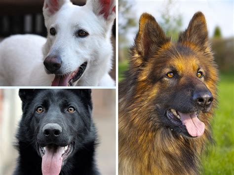How Many Different Types Of German Shepherds Are There Lines Colors