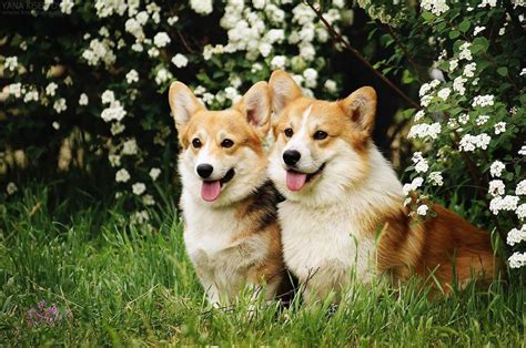 15 Amazing Facts About Corgis You Probably Never Knew The Dogman