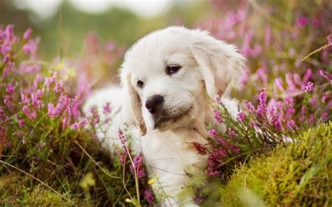 Check spelling or type a new query. Wallpaper Puppy, Cute, Flowers, Lying Down, Looking Away ...