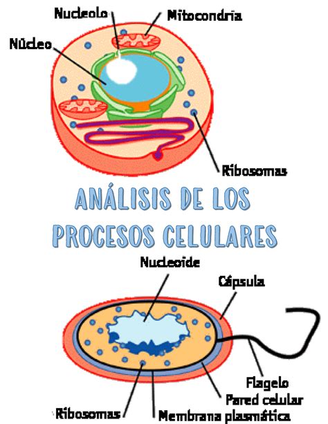 Análisis De Los Procesos Celulares Temas De Biología Contemporánea