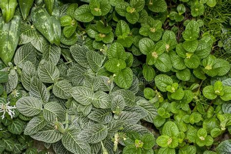 Green Ground Cover Stock Photo Image Of Ecology Closeup 101712136