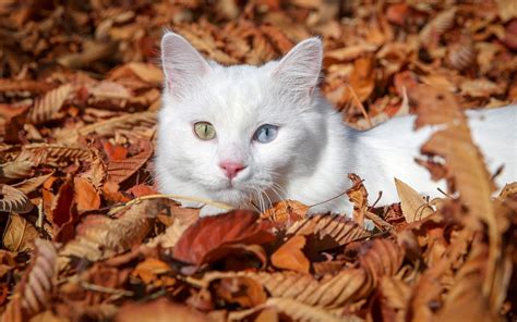 White Cat Laying In Autumn Leaves Hd Wallpaper Hintergrund