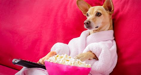 7 Películas Con Perros Protagonistas Que Tienes Que Ver Fanáticos De