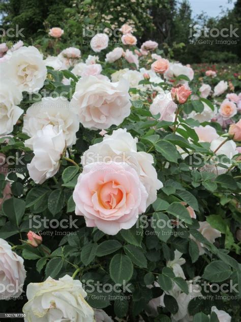 Bright White Peach Roses Pretty Lady Floribunda Cultivar June 2021