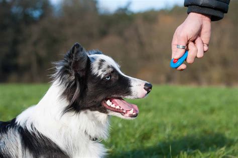 Clicker Training Can Speed Up The Training Process For Your Puppy