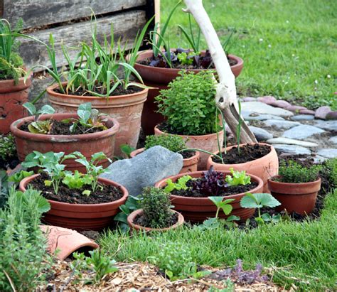 Top 6 Plants To Start Growing In Containers This Weekend