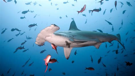They mostly stay along continental shelves and coastlines, but on occasion they are found. Sharks | The Humane Society of the United States