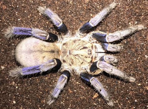 3” 35” Female Cyriopagopus Lividus Cobalt Blue Tarantula Arachnoboards