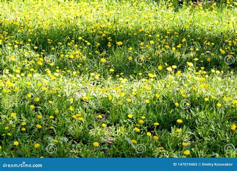 Meadow Glade Of Yellow Dandelions Stock Image Image Of Medicine