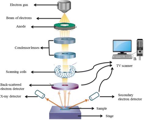 Working Principle Of Scanning Electron Microscopy Sem Download