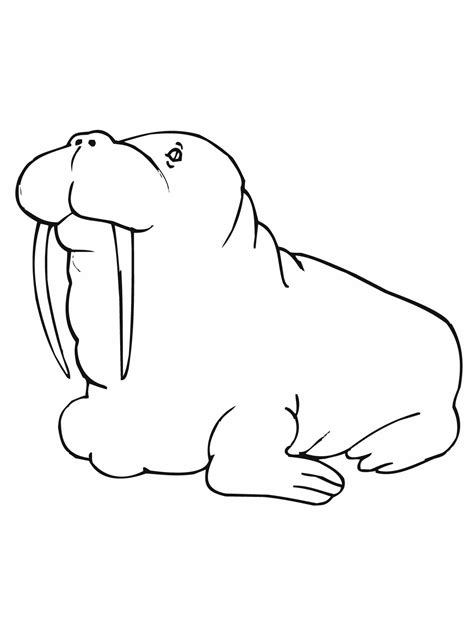 Enjoy a great range of free coloring pages for kids. Free Printable Walrus Coloring Pages For Kids
