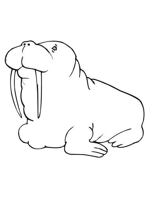 These free coloring pictures are easy to find and are available from the very simplest designs for the youngest tots to the more complex design for the. Free Printable Walrus Coloring Pages For Kids