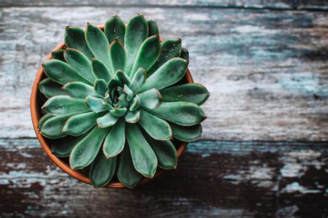 Echeveria Succulent Pot Succulent Desktop Backgrounds 6000x4000