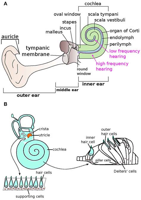 Frontiers Recent Advancements In The Regeneration Of Auditory Hair