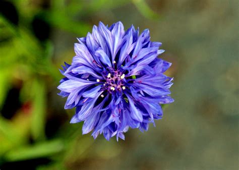 Centaurea Cyanus The Beautiful Cornflowercentaurea Cyanus Flickr