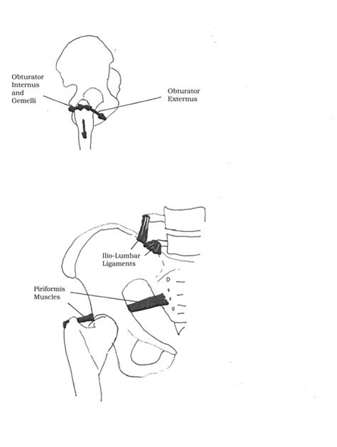 Extension Of The Femur At The Hip