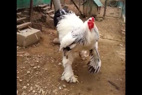 Watch Gargantuan Chicken Rules The Coop In Kosovo