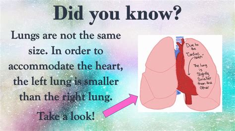 Lung Health Trivia And Fun Facts 1 Youtube