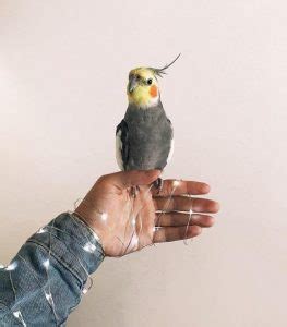 We are constantly developing new insurance cover options and training our staff to ensure we provide the best service to our customers. Celebrity Exotic Pet Influencers - British Pet Insurance
