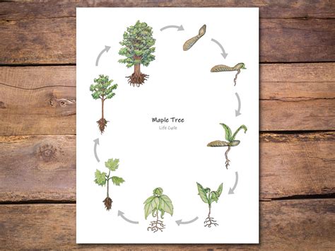 Maple Tree Life Cycle Poster Printable Classroom Poster Etsy In 2022