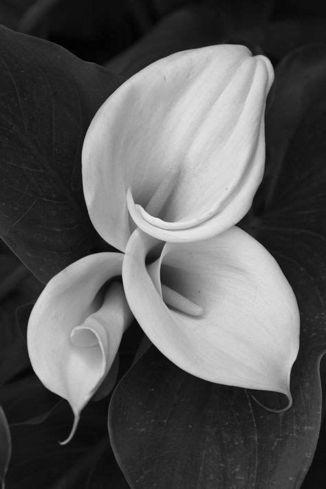 20 Pictures Of Calla Lilies Ideas In 2020 Calla Pictures Of Calla