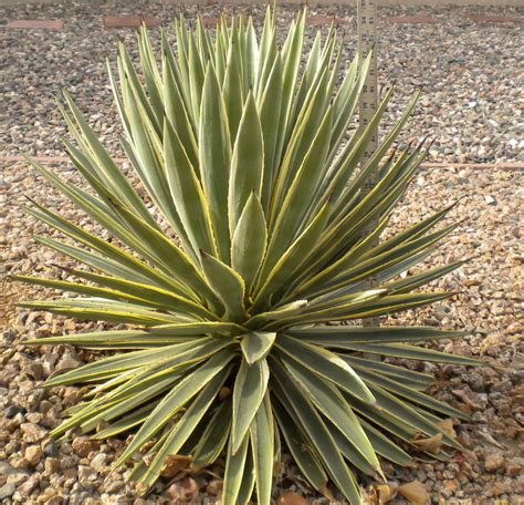 Guide To Desert Plants With Photos Part 1 Scw Desert Garden Club
