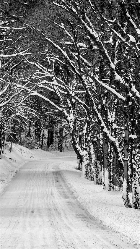 Road Between Trees Covered With Snow During Winter 4k Hd Nature Wallpapers Hd Wallpapers Id