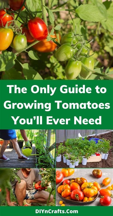 The Only Guide To Growing Tomatoes Youll Ever Need