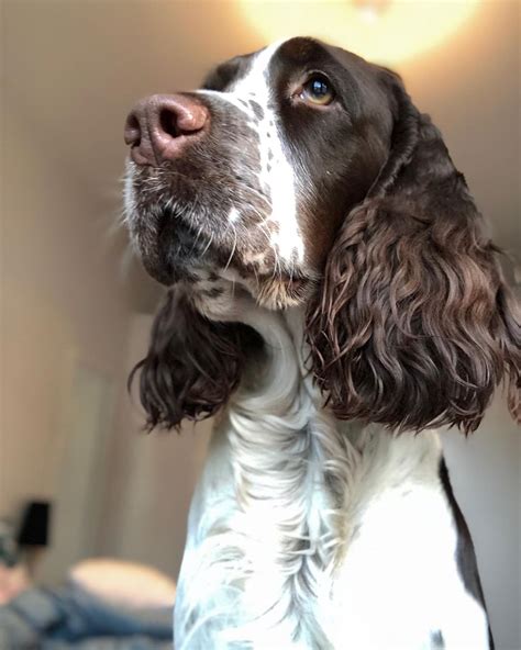 14 Magnificent Facts About English Springer Spaniels | PetPress