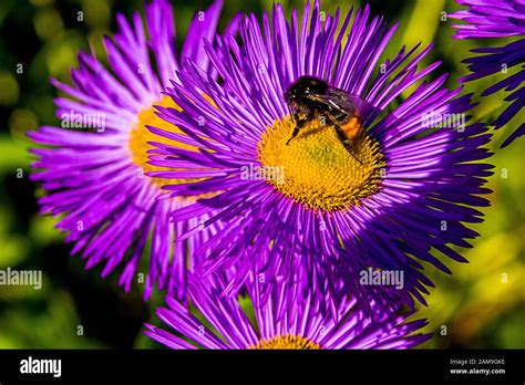 Asters With A Bumblebee Stock Photo Alamy