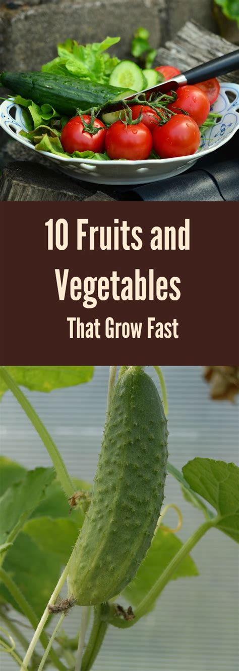 Fast vegetable crops are good to grow because they provide some food on the table in the shortest period of time. 10 Fruits and Vegetables That Grow Fast