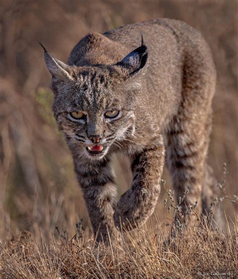 Bobcat Stalking Prey Northern California Cats Northern California