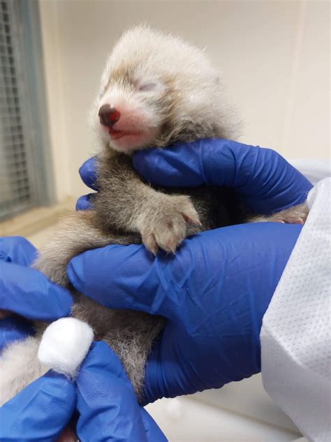 Zoo Celebrates First Red Panda Cub In 25 Years Watch Biodiversity