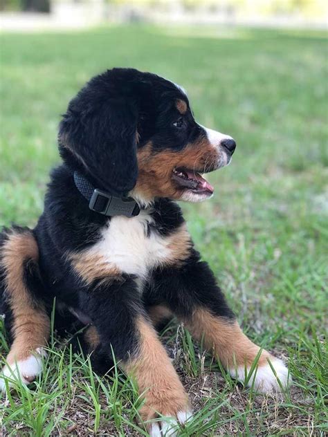 24 Most Beautiful Bernese Mountain Dogs And Puppies To Brighten Your