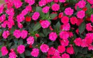 New guinea impatiens care for the consumer history. New guinea Busy Lizzie - Impatiens. Care Indoors