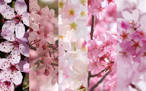 Cherry Blossoms By Sziszif1 On Deviantart